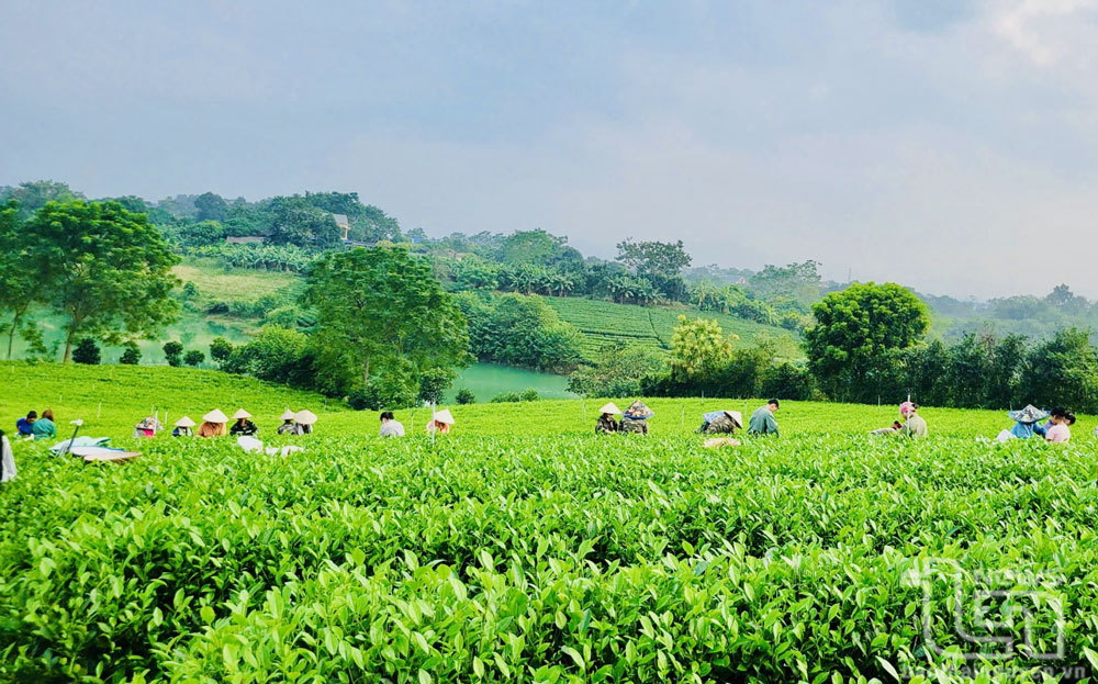 Chắt chiu hương đất, dâng đời vị ngọt