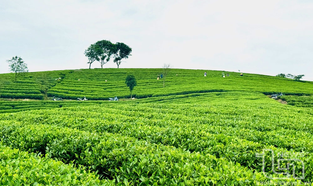 Tân Linh là một trong những xã có diện tích chè lớn của huyện Đại Từ (gần 600ha), trong đó cơ bản được sản xuất theo tiêu chuẩn VietGAP, hữu cơ.