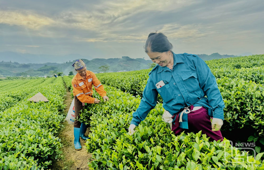 Gia đình bà Phạm Thị Hòa (ở xóm 10, xã Tân Linh) có 5 sào chè đang cho thu hoạch.
