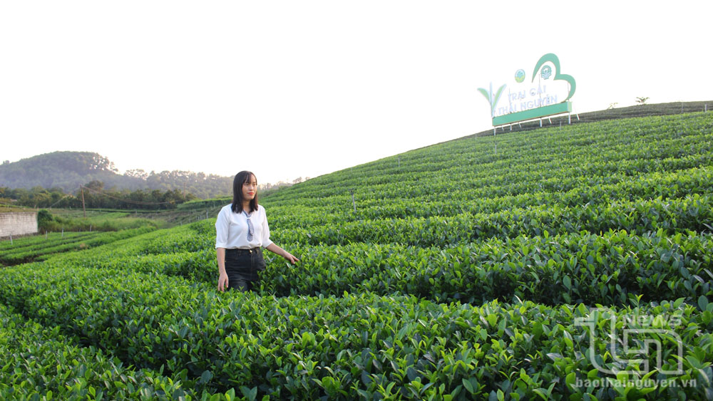 Một trong những vườn chè đẹp được xã xây dựng để phát triển du lịch trong tương lai.