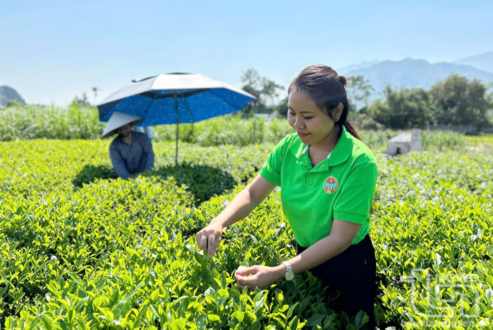 Nàng dâu 9x với thương hiệu chè sạch trên đất Văn Yên
