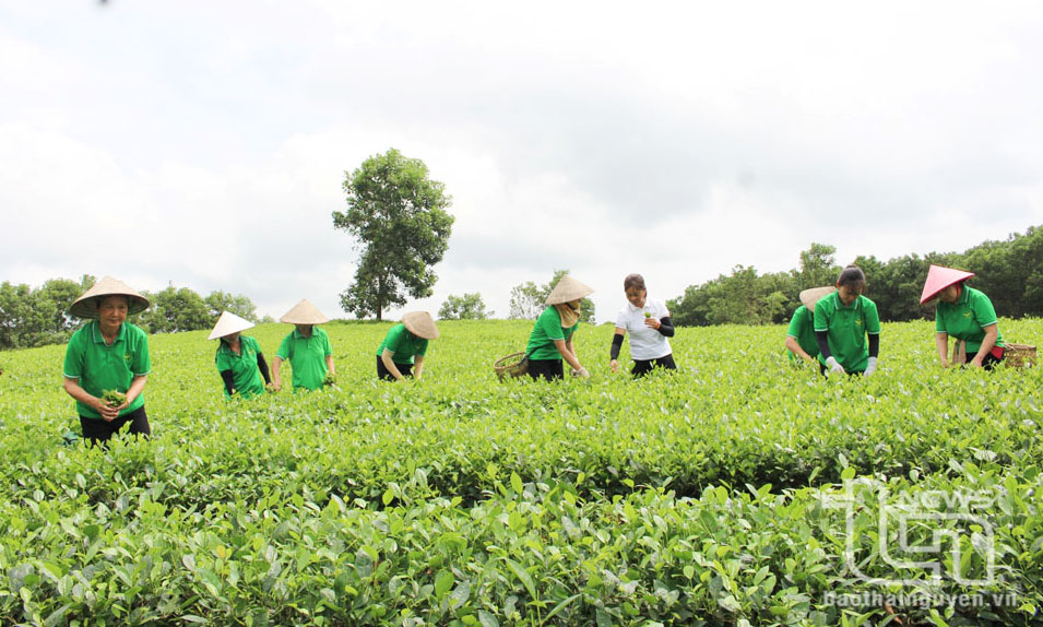 Nông nghiệp Phổ Yên hướng tới sản xuất tập trung, mở rộng liên kết