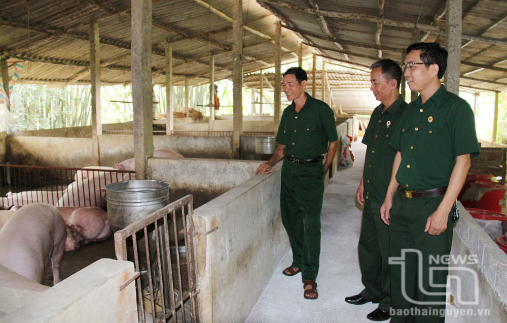 Cựu chiến binh Phú Bình giúp nhau phát triển kinh tế