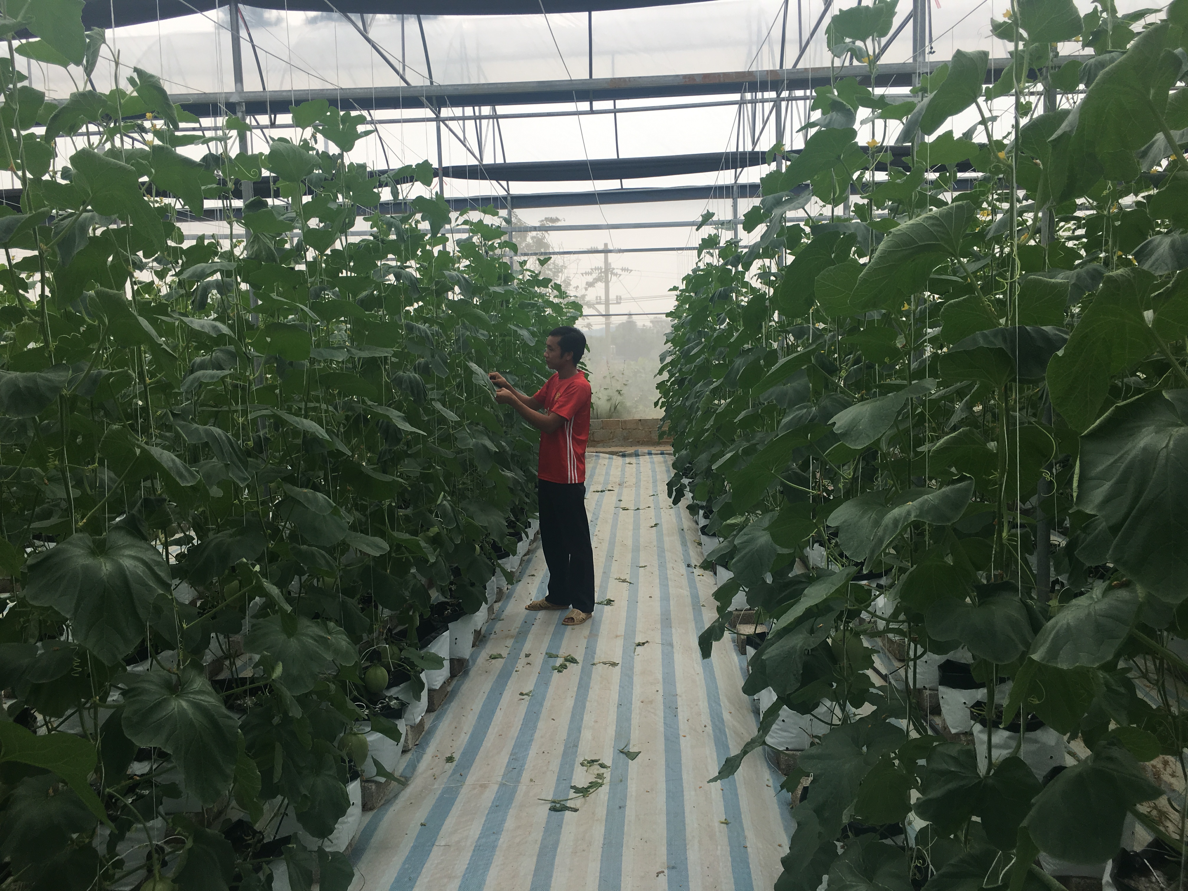 Triển khai 24 mô hình ứng dụng, chuyển giao tiến bộ khoa học kỹ thuật