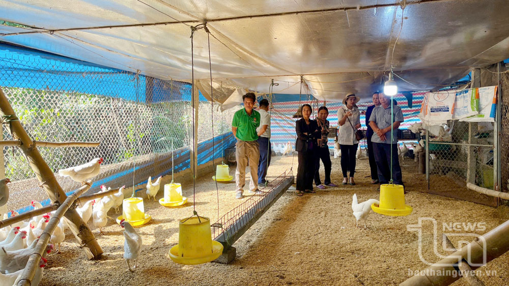 Chăn nuôi gà đẻ trứng an toàn sinh học cho hiệu quả cao