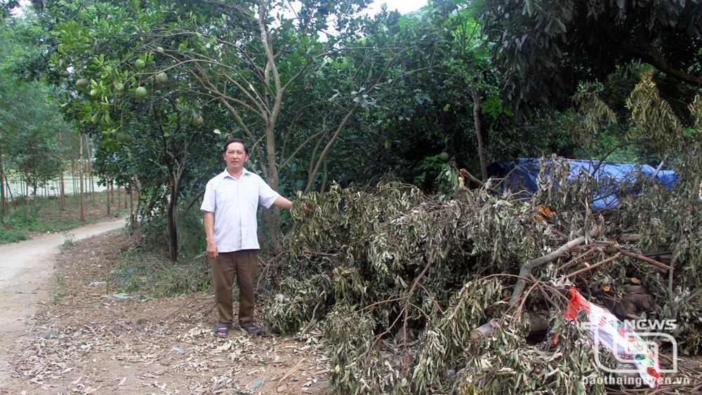 Vừa qua, gia đình anh Hầu Văn Thành tiên phong hiến trên 50m2 đất thổ cư, đất vườn và nhiều cây ăn quả khi tuyến đường dài 1,5km của xóm được xây dựng.