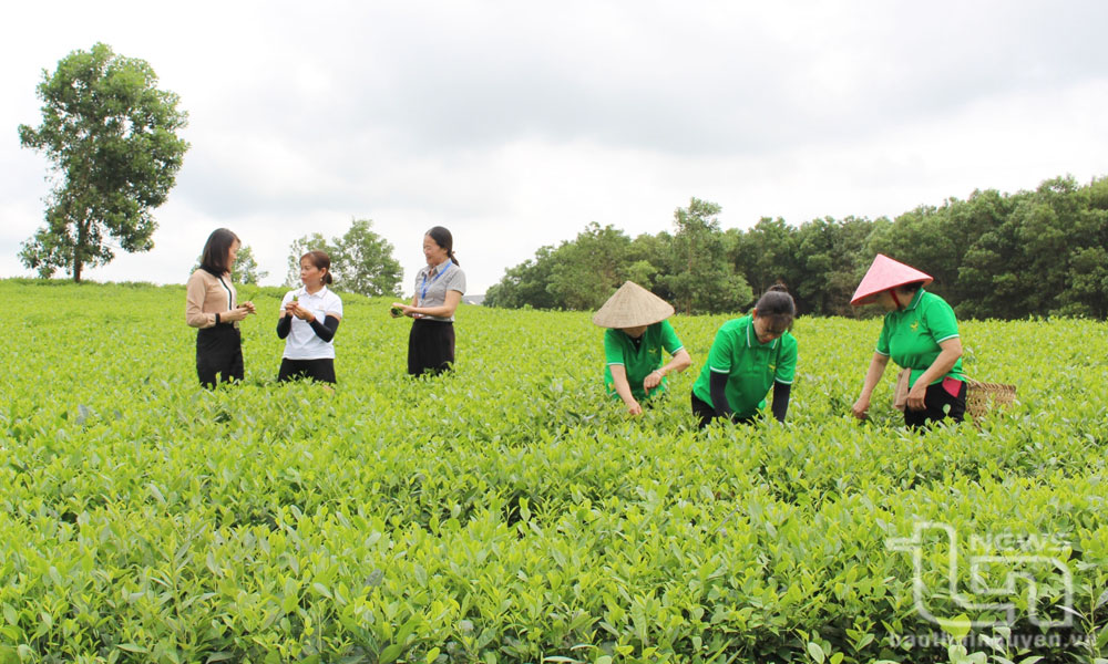 Nông dân Phổ Yên “5 tự”, “5 cùng” để phát triển kinh tế
