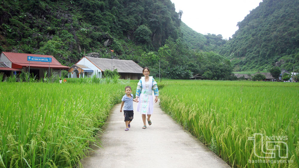 Ðồng bào dân tộc thiểu số sản xuất lúa theo hướng hữu cơ