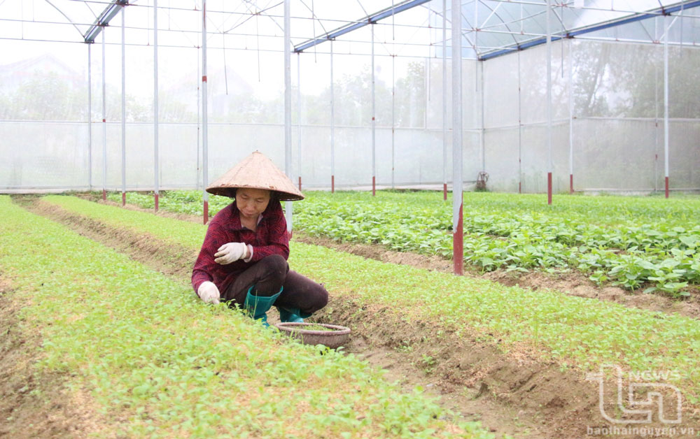 Hợp tác xã Bình Minh (xã Nhã Lộng, Phú Bình) được hỗ trợ 3.500m2 nhà lưới để sản xuất rau xanh theo hướng công nghệ cao.