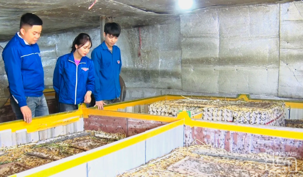 Nuôi dế Thái, "hái" ra tiền