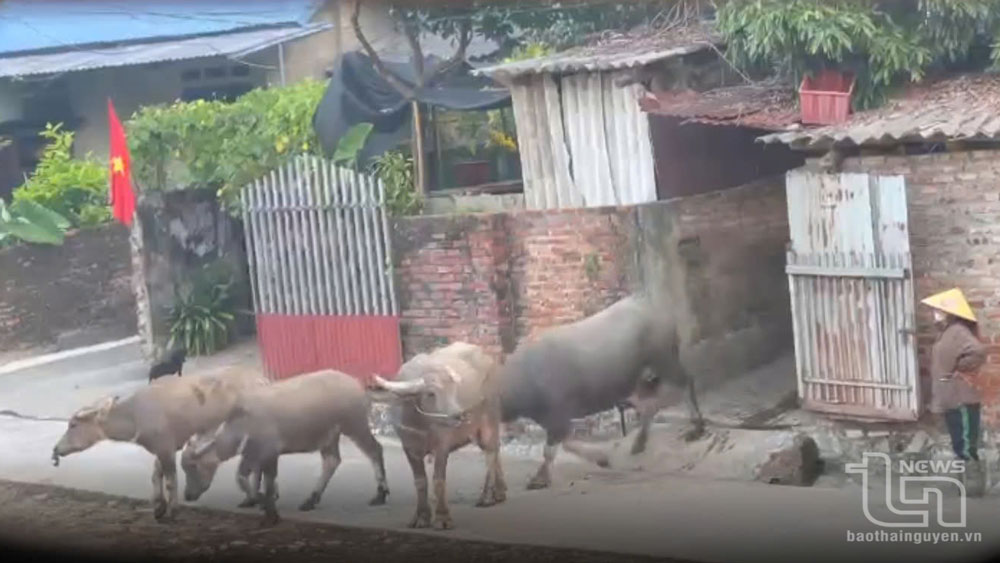 Ô nhiễm từ việc chăn nuôi trâu trong khu dân cư: Phường Quang Trung kiên quyết xử lý triệt để