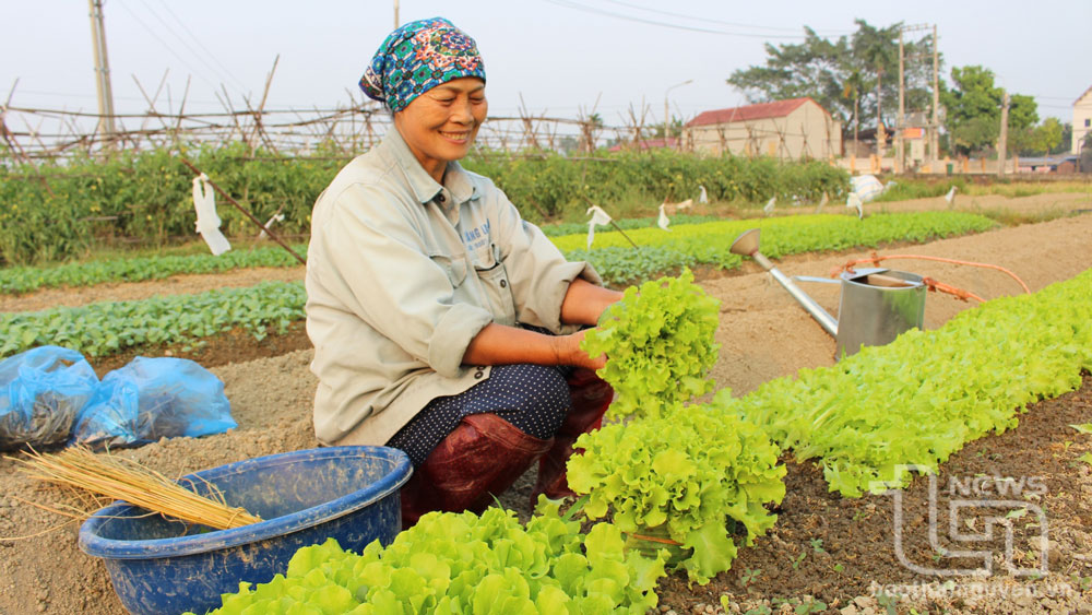 Về vùng sản xuất cây giống Việt Trà
