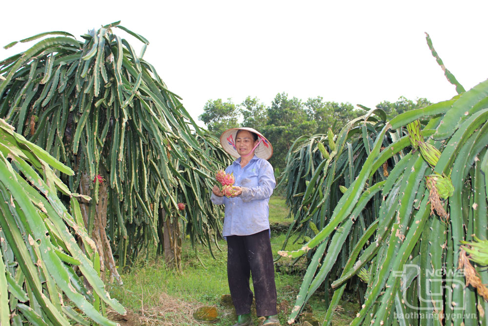 TP. Phổ Yên đã hình thành vùng sản xuất cây ăn quả tập trung (cam, bưởi, thanh long...) với diện tích trên 300ha, tại xã Phúc Thuận, Minh Đức.