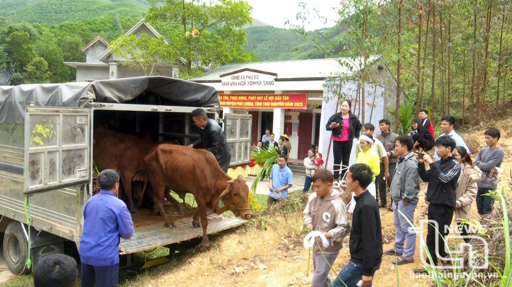 Phú Lương: Trao bò giống cho người dân xóm Phú Thọ