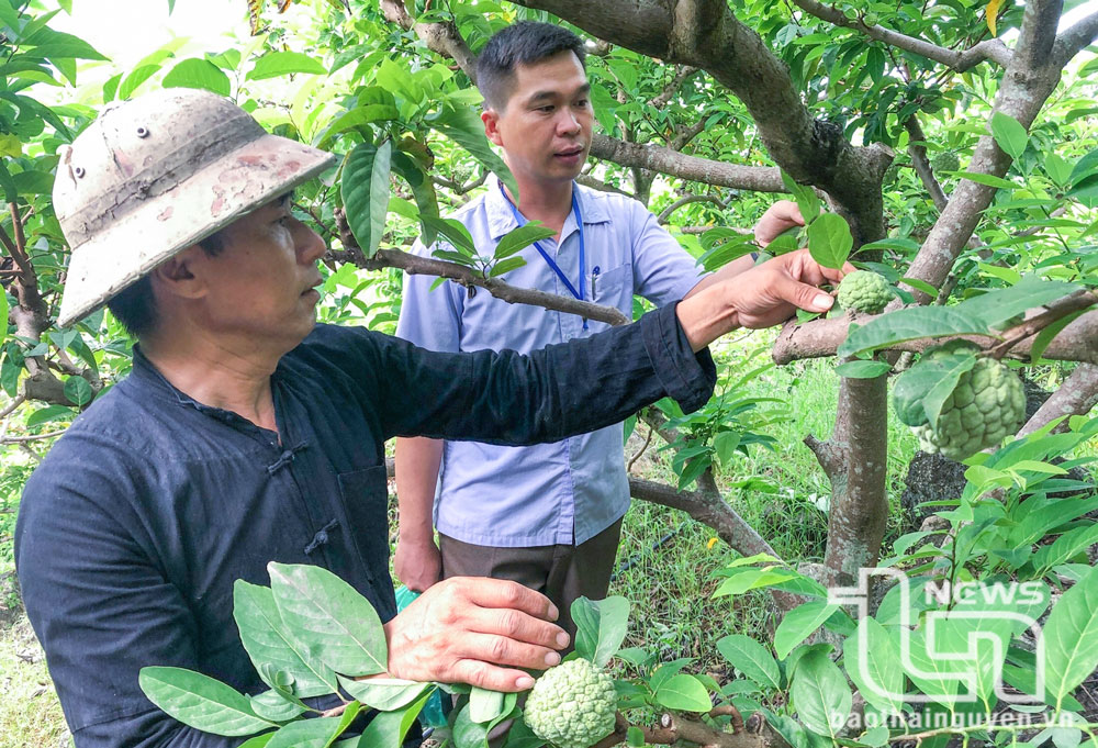 Thái Nguyên: Trên 1.000ha cây ăn quả đạt tiêu chuẩn VietGAP
