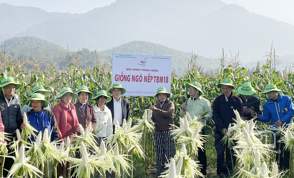 Ngô nếp TBM18 cho thu lãi 2,5 triệu đồng/sào