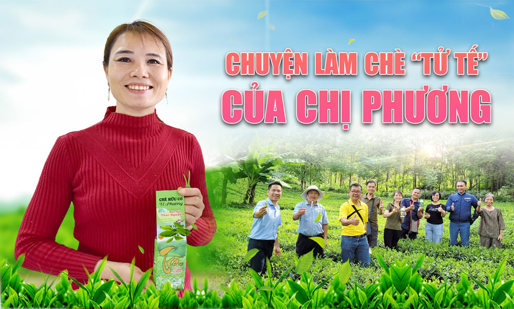Chuyện làm chè “tử tế” của chị Phương