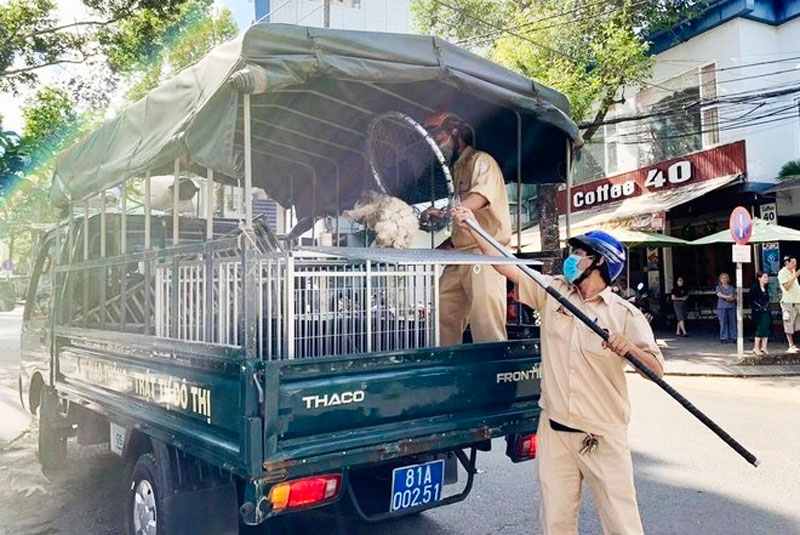 Địa phương đầu tiên ở Gia Lai xử lý chó thả rông: Người dân đồng tình