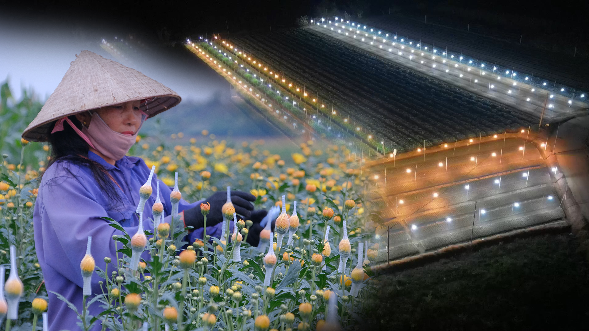 Làng hoa rộn ràng ngóng Tết