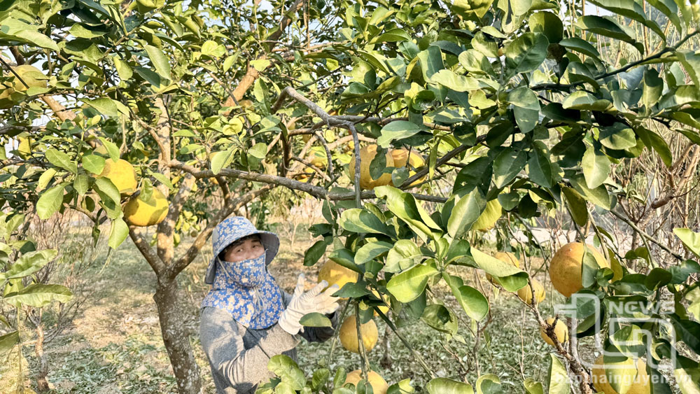 Mùa quả chín và nỗi niềm của nông dân