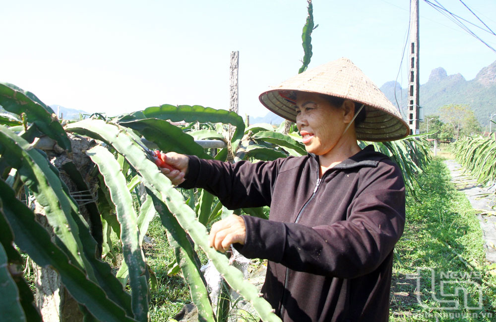Thúc đẩy sản xuất nông nghiệp vùng cao
