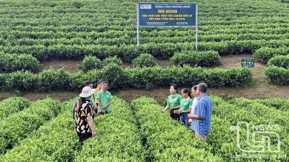 Hiện nay, HTX chè Hải Yến, xã Phú Thịnh (Đại Từ) đã có 5ha chè đạt tiêu chuẩn hữu cơ Việt Nam.
