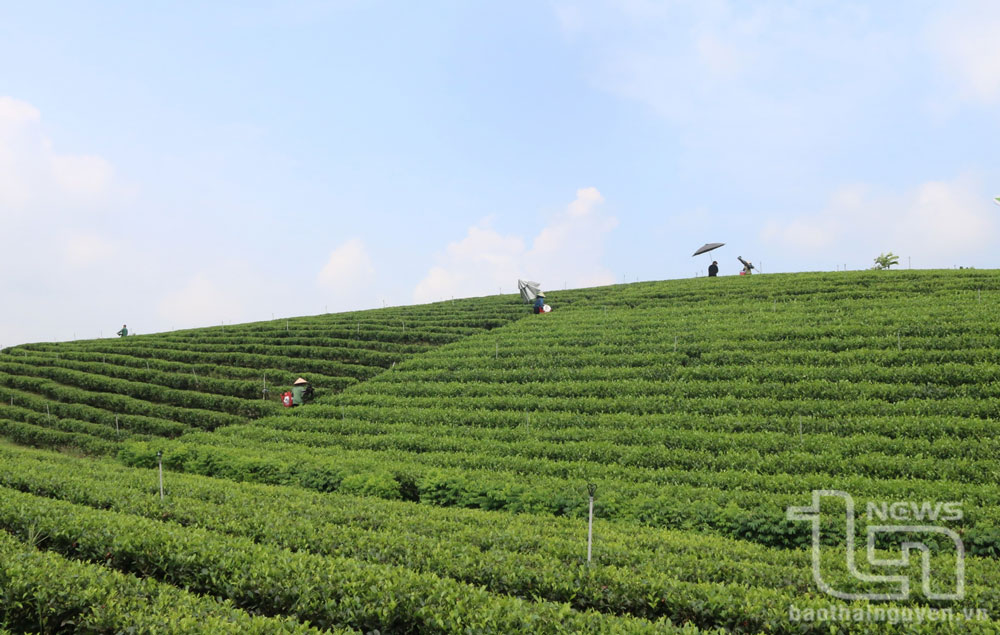 Một góc vùng chè của xã Minh Lập.