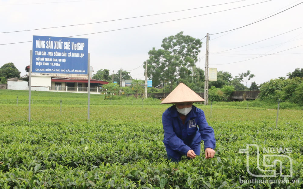 Toàn xã hiện có khoảng hơn 1.000 hộ dân tham gia trồng và chế biến chè theo tiêu chuẩn VietGAP.