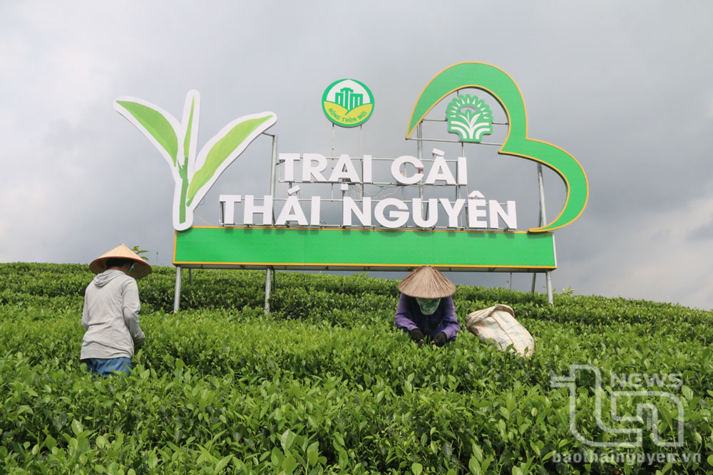 Để giới thiệu, quảng bá và nâng tầm thương hiệu cho sản phẩm chè, xã Minh Lập đang xây dựng mô hình Du lịch vùng chè tại xóm Trại Cài với quy mô 20ha.
