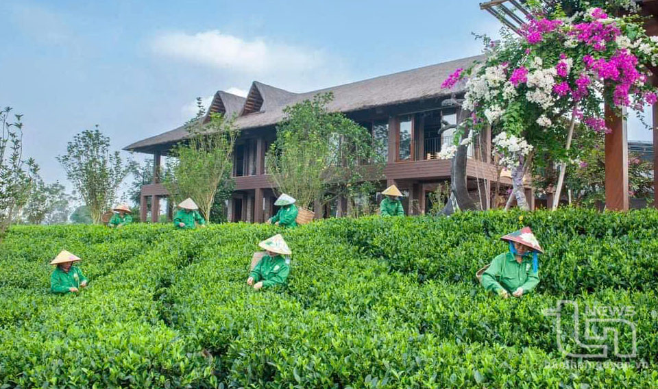 TP. Thái Nguyên: Giá trị sản xuất trên 1ha đất trồng chè đạt 1 tỷ đồng
