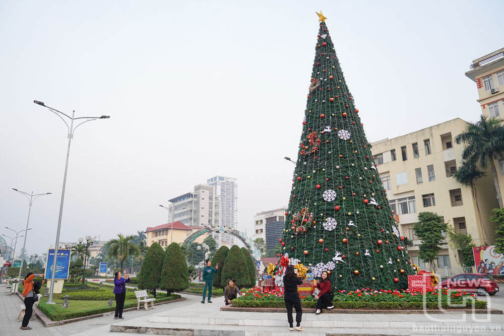 Cây thông trên đường Đội Cấn (TP. Thái Nguyên).