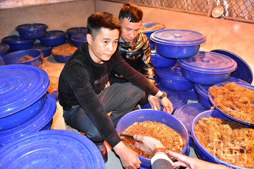 Hiệu quả bước đầu từ nuôi đuông dừa