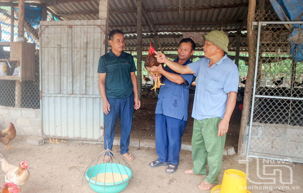 Duy trì trên 20 chuỗi liên kết trong chăn nuôi