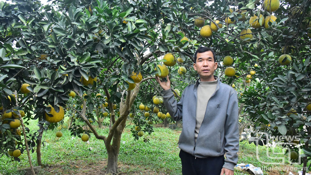 Vườn bưởi “có một không hai” ở Tân Long