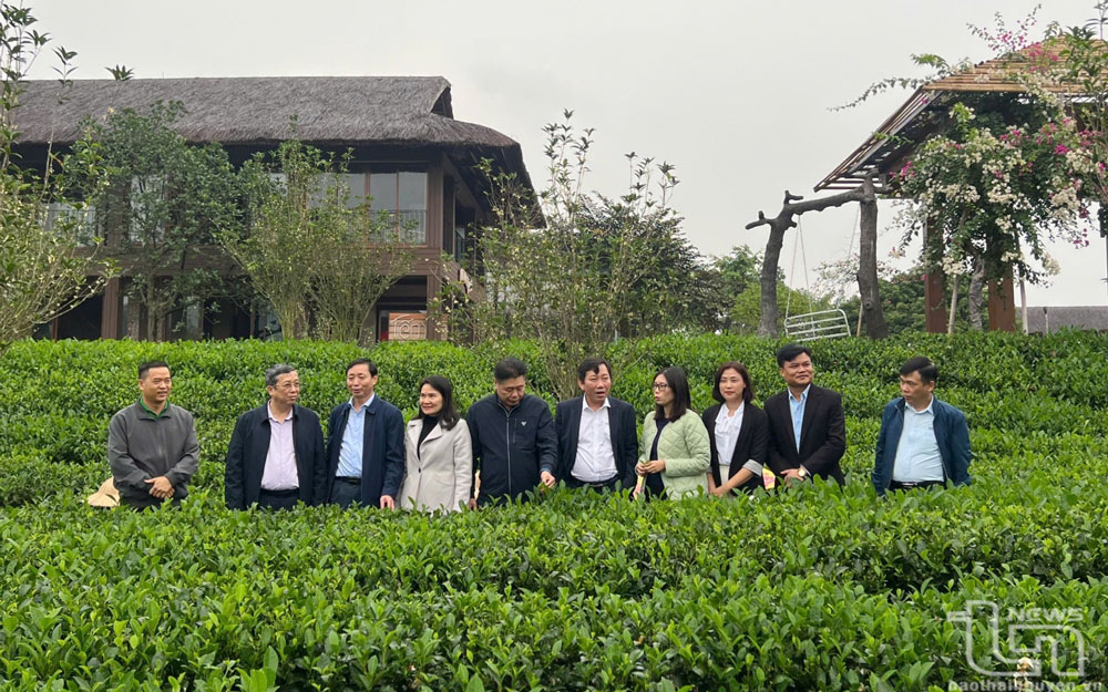 Đoàn công tác của Bộ Nông nghiệp và PTNT tham quan vùng sản xuất chè đạt tiêu chuẩn hữu cơ Việt Nam tại xã Tân Cương (TP. Thái Nguyên).