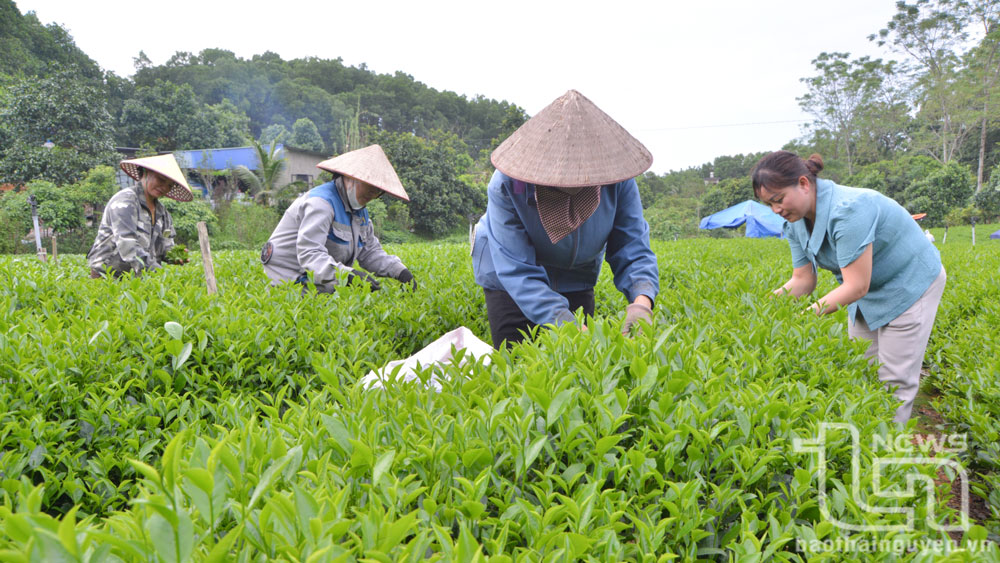Huyện miền núi Phú Lương “về đích” nông thôn mới