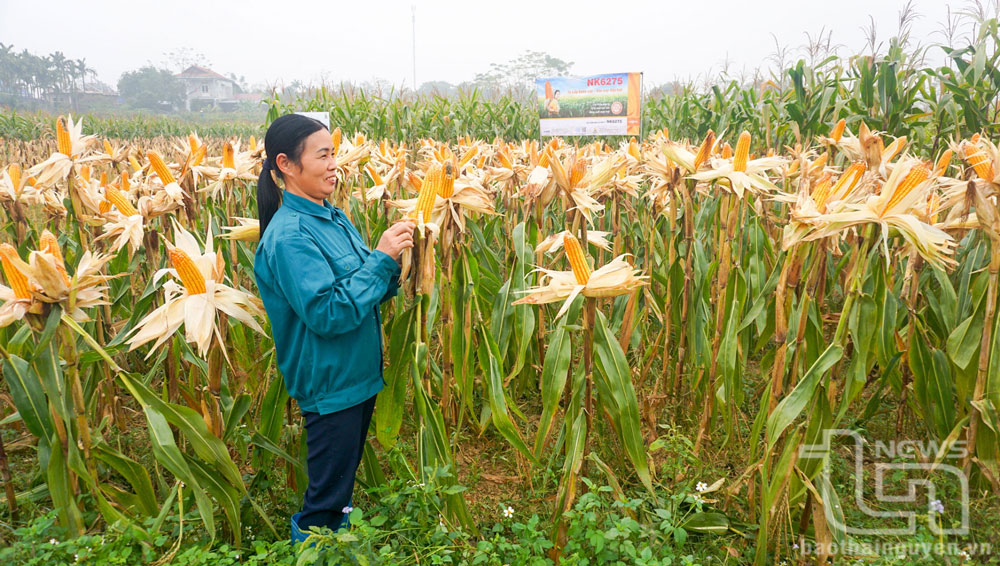 Nông dân phường Hương Sơn (TP. Thái Nguyên) đưa giống ngô năng suất cao vào gieo trồng nhằm nâng cao hiệu quả sản xuất, tăng thu nhập cải thiện đời sống.