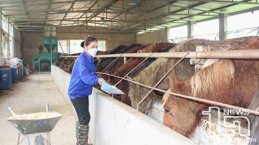 Hướng đi mới trong phát triển chăn nuôi ở Minh Đức