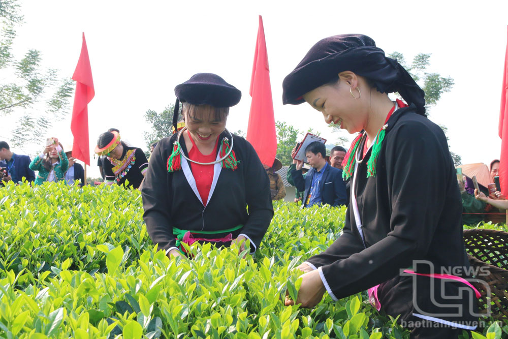 Cây giảm nghèo, làm giàu ở Minh Lập