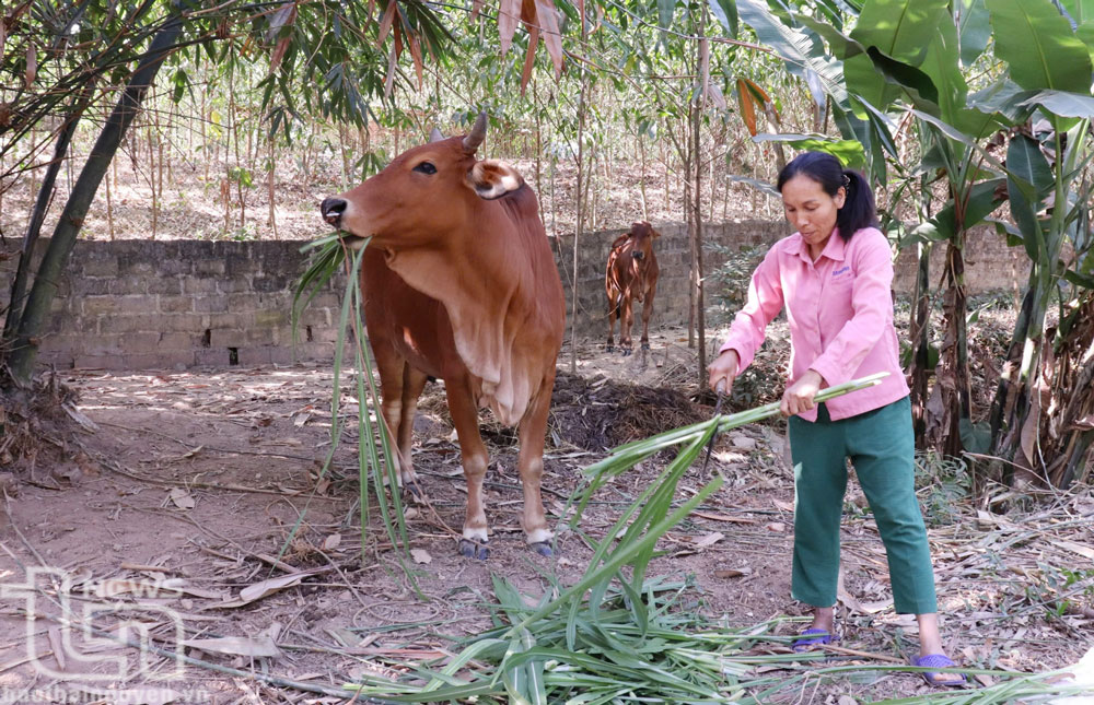 Phú Bình: Tăng trưởng tín dụng chính sách đạt 8,85%