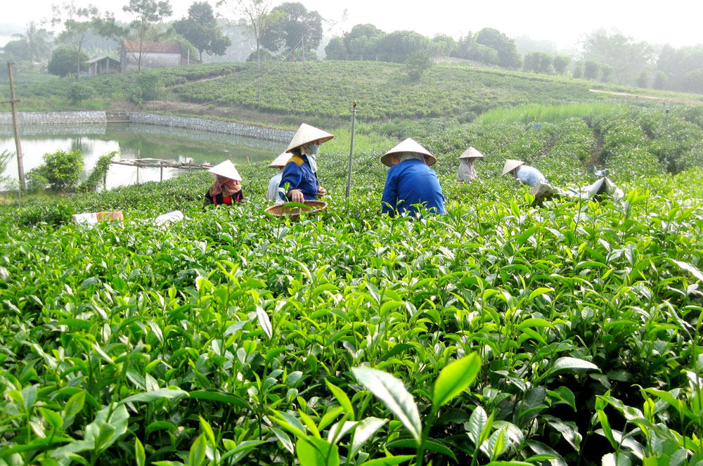 Nâng cao kỹ năng phát triển du lịch cộng đồng tại vùng chè Tân Cương