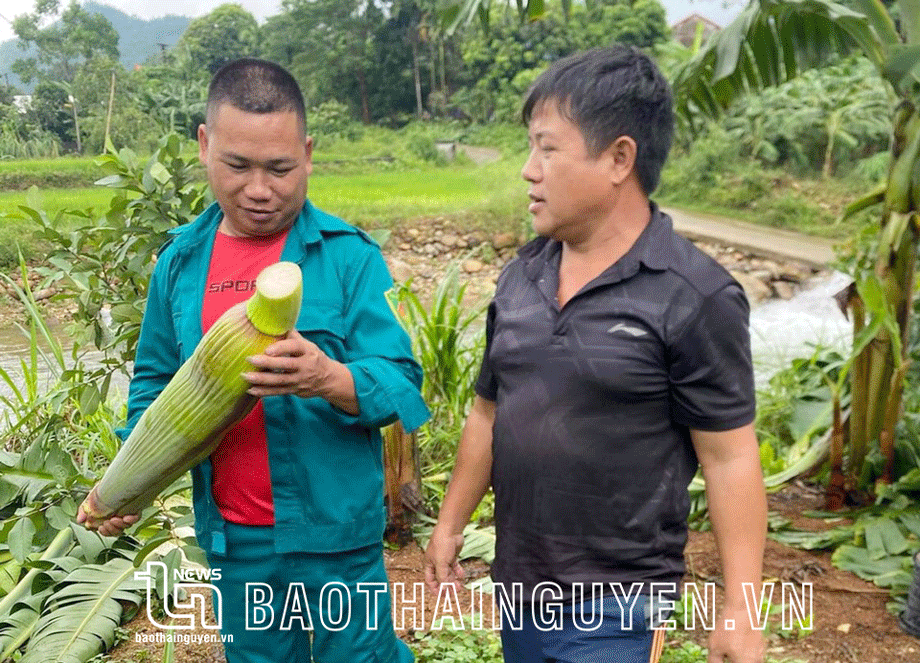Mưa lớn gây thiệt hại ở Đại Từ và Phú Lương