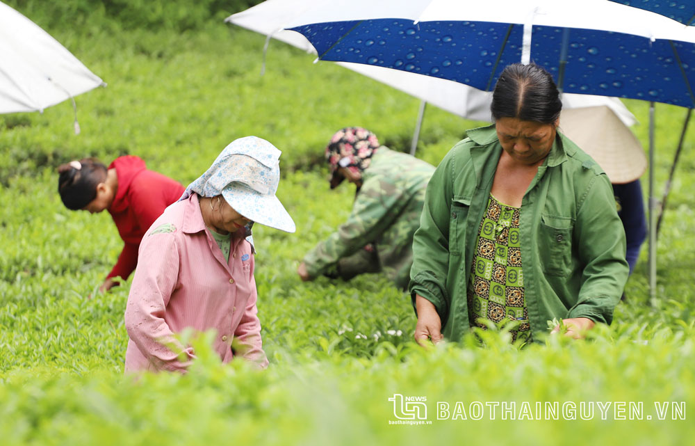 Huyện vùng cao Võ Nhai phát triển làng nghề chè