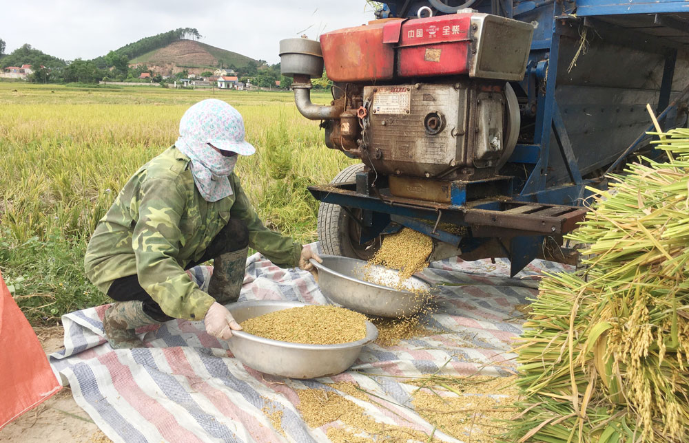 Về vùng cao mùa lúa chín