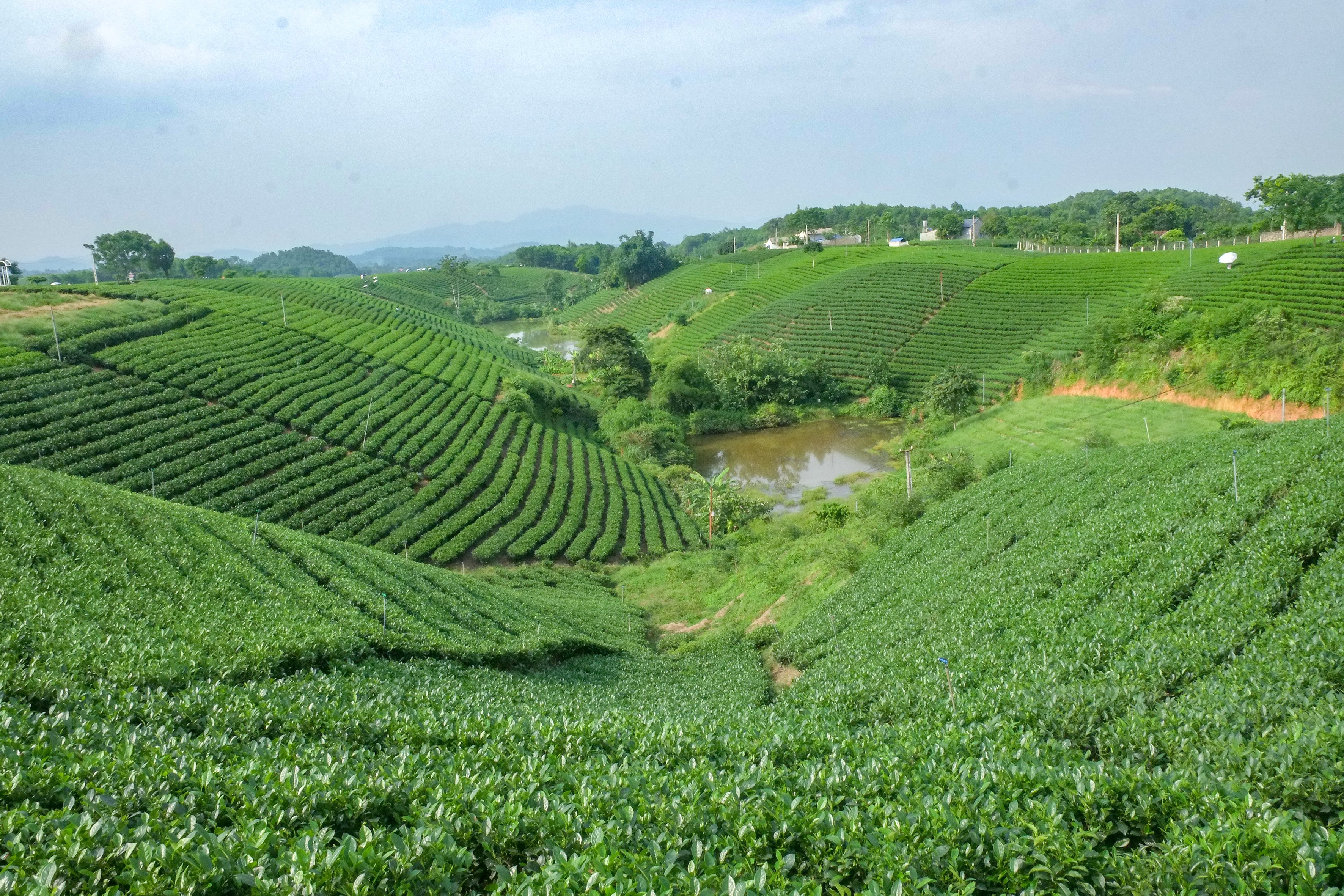 Những miền quê nắng ngọc