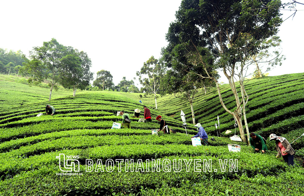 Cây đặc sản giúp vùng cao Ba Nhất ấm no