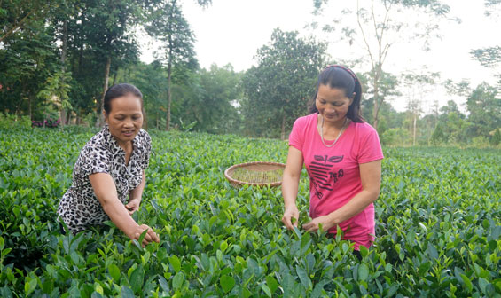 Đưa hương chè La Bằng bay xa