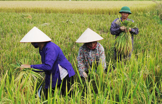 Năng suất lúa mùa toàn tỉnh ước đạt trên 51 tạ/ha
