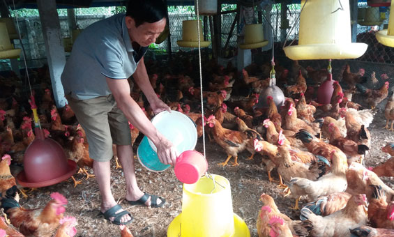 Giá gà giảm, người chăn nuôi gặp khó