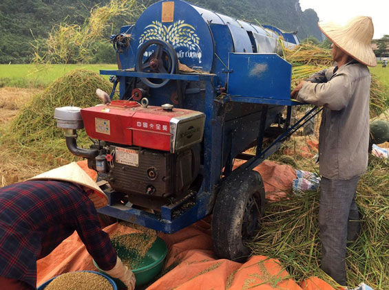 Khẩn trương thu hoạch lúa mùa trước khi bão số 7 tràn về